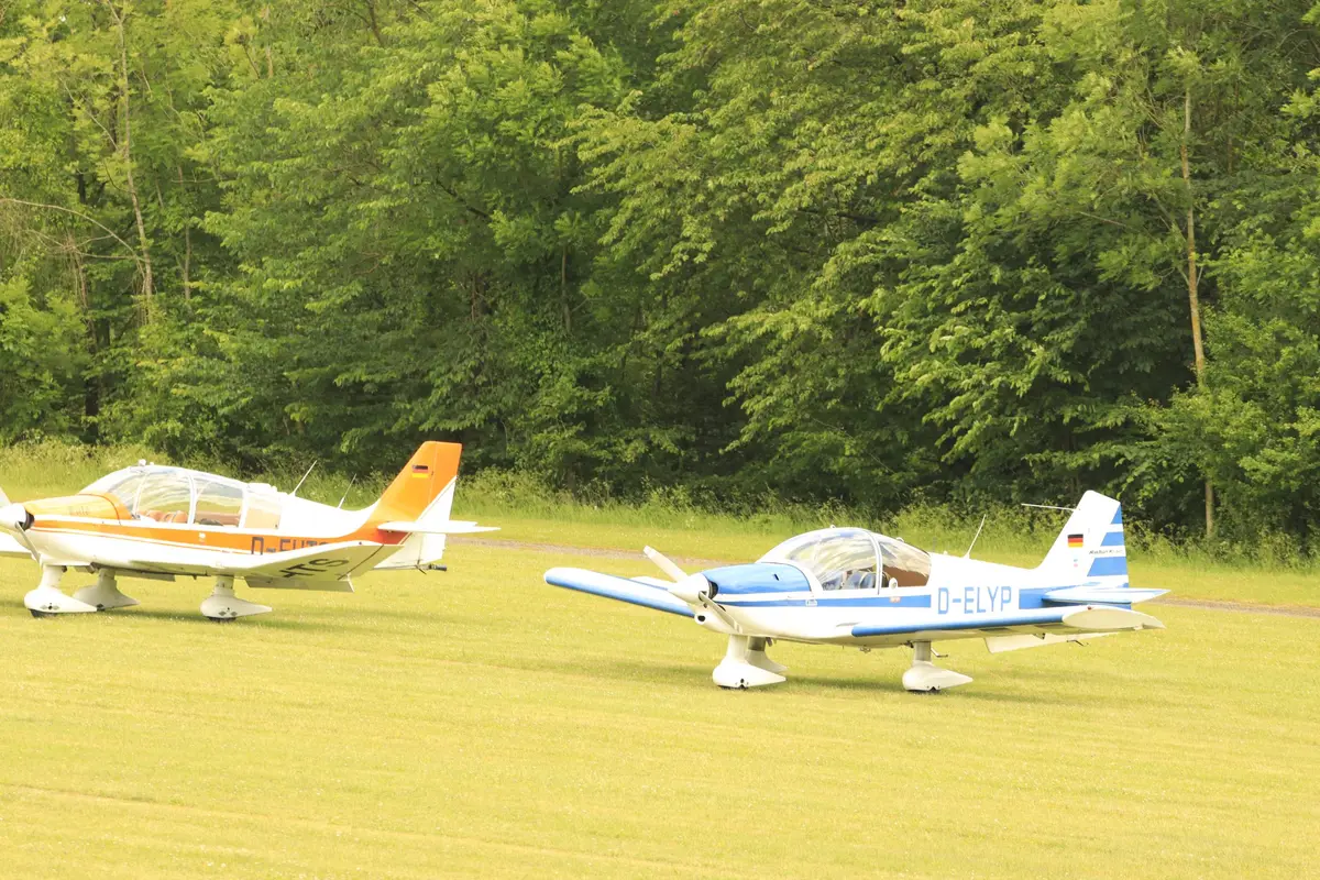 Zwei Robin in Orange und Hellblau auf der Wiese