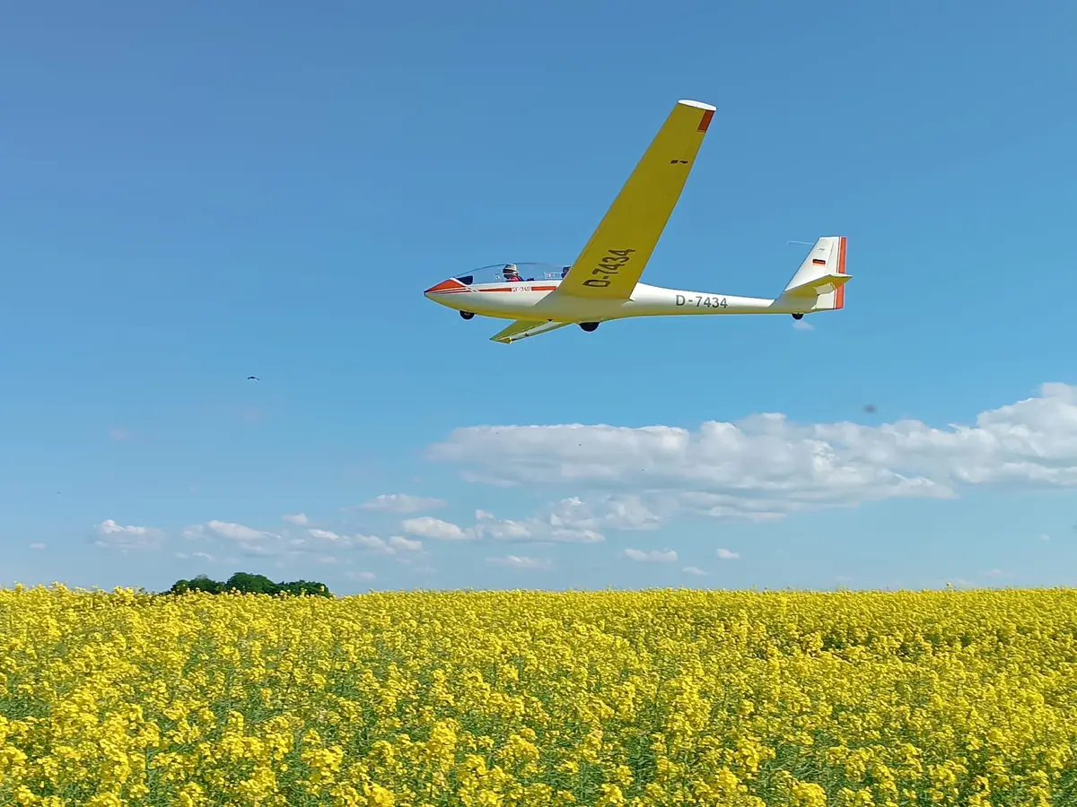 Die SF 34 B D-7434 im Flug über einem blühenden Rapsfeld